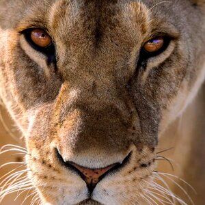 Meet your Posher, Xkxqs